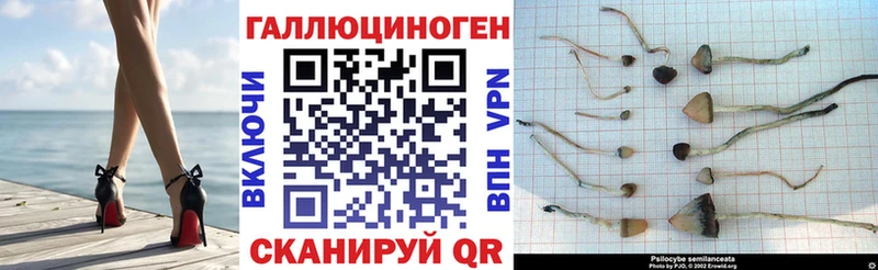 Псилоцибиновые грибы Psilocybine cubensis  Хадыженск 